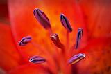 Lily Anthers & Stigma_P1150971-6